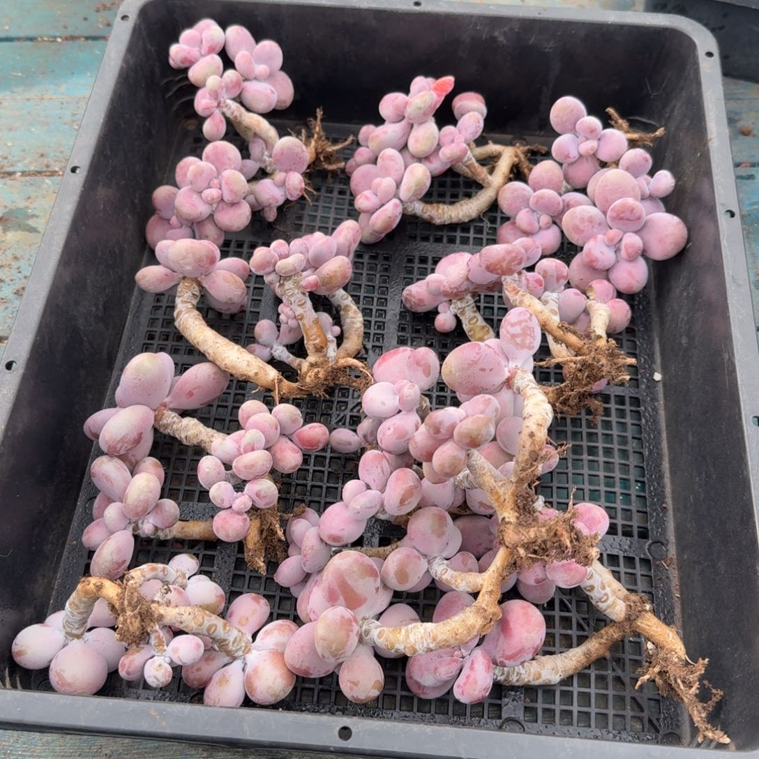 从前慢多肉精选编号1124.腰子蛋四头