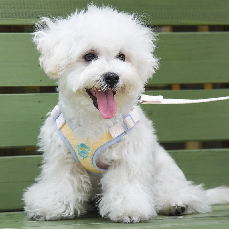 马卡龙色系宠物刺绣带绳胸背