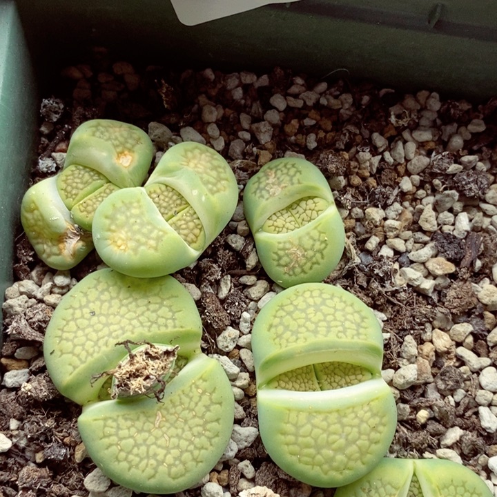 我的小姐姐们都是我613