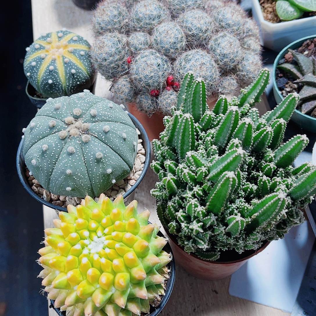 五颗球球都是精品