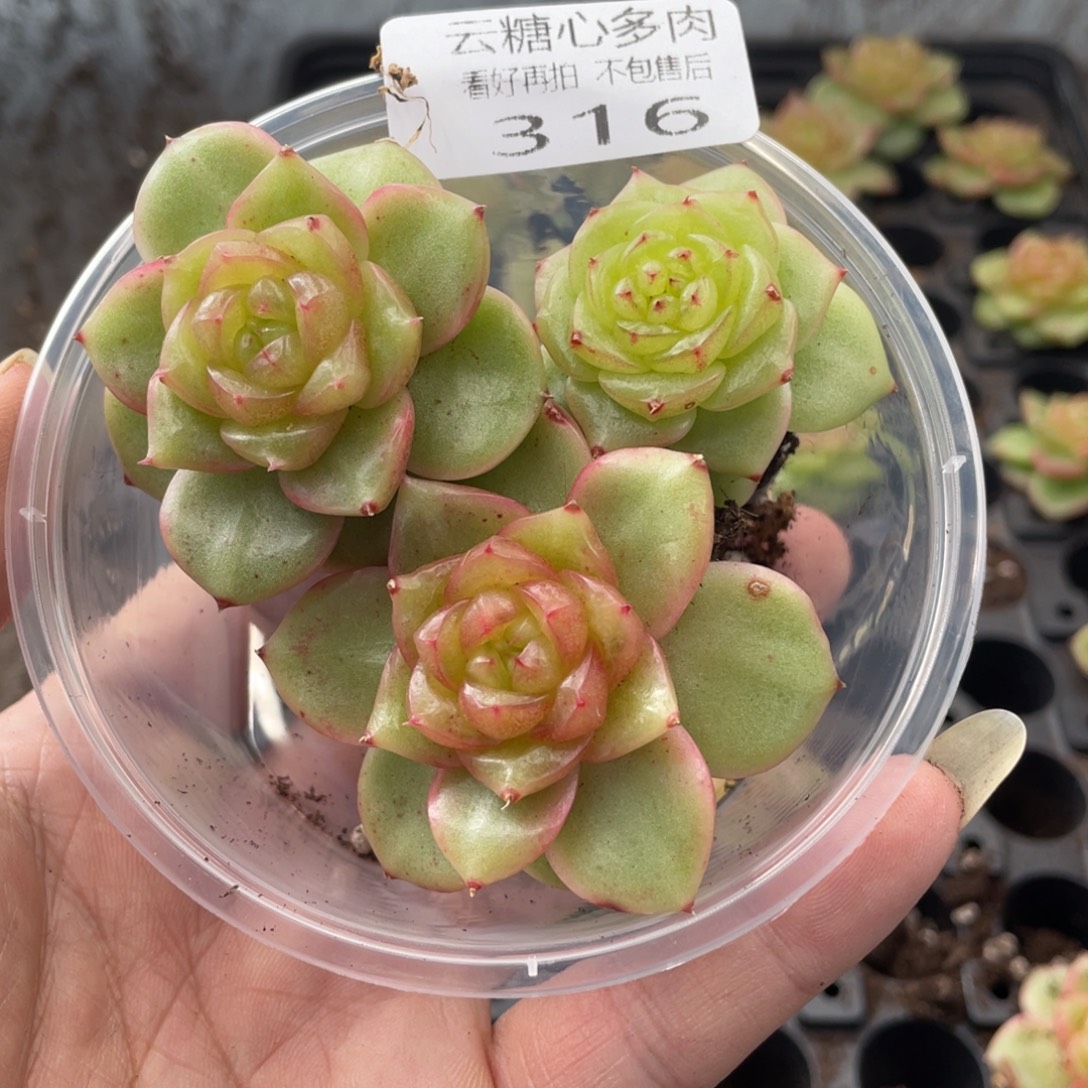 云糖心多肉植物316