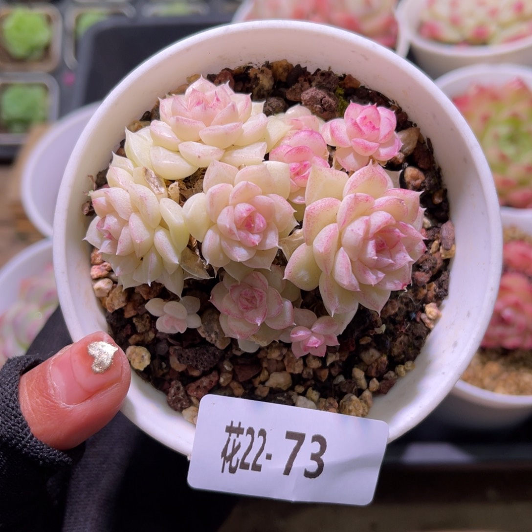 花22-73白天鹅群生