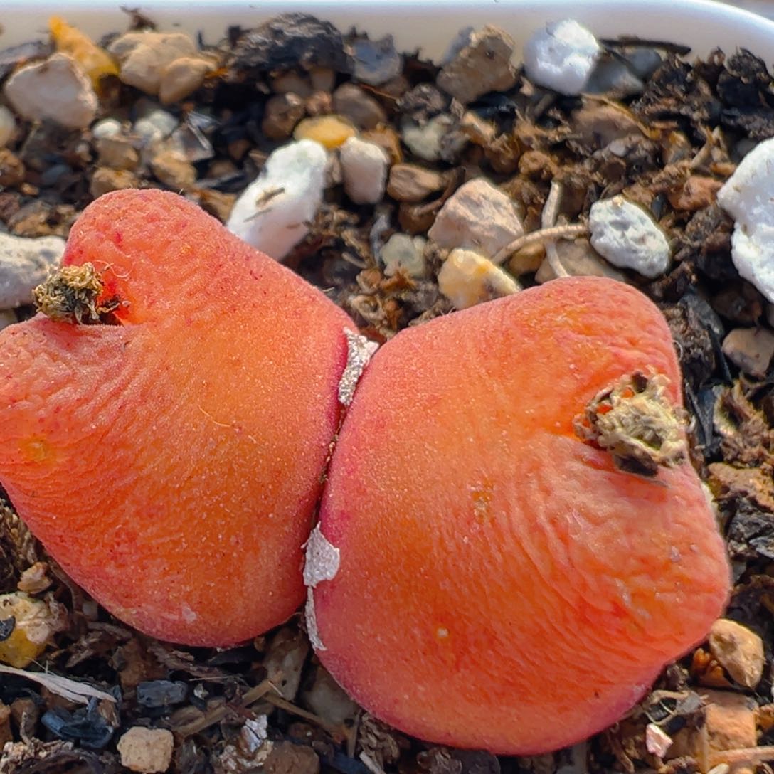 39多肉植物百科知识