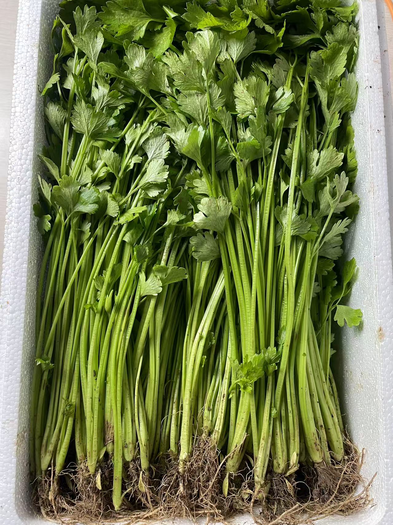 沂蒙山农家自种老品种小芹菜山东小芹菜药芹山芹3斤5斤