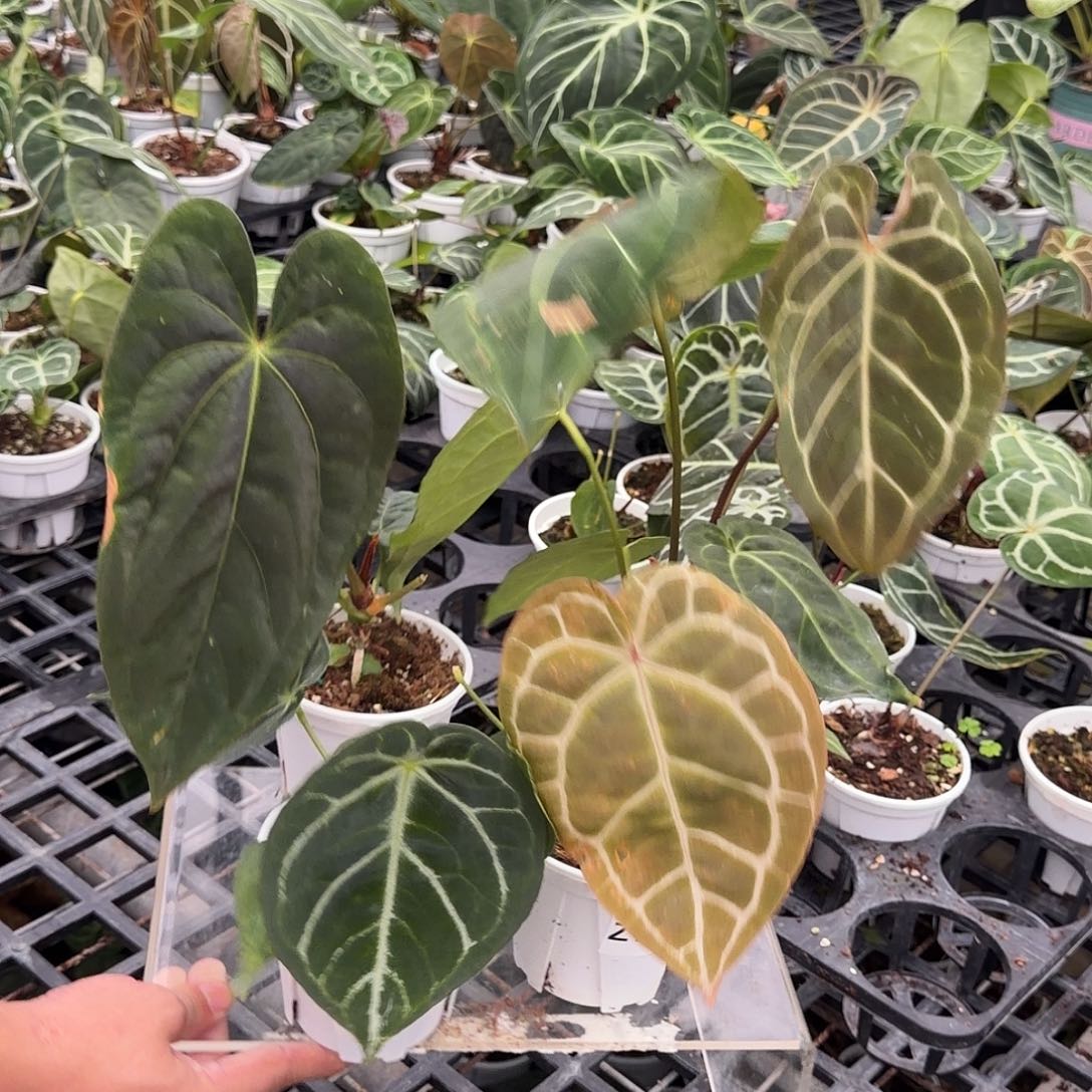 完全开放F1003无售后