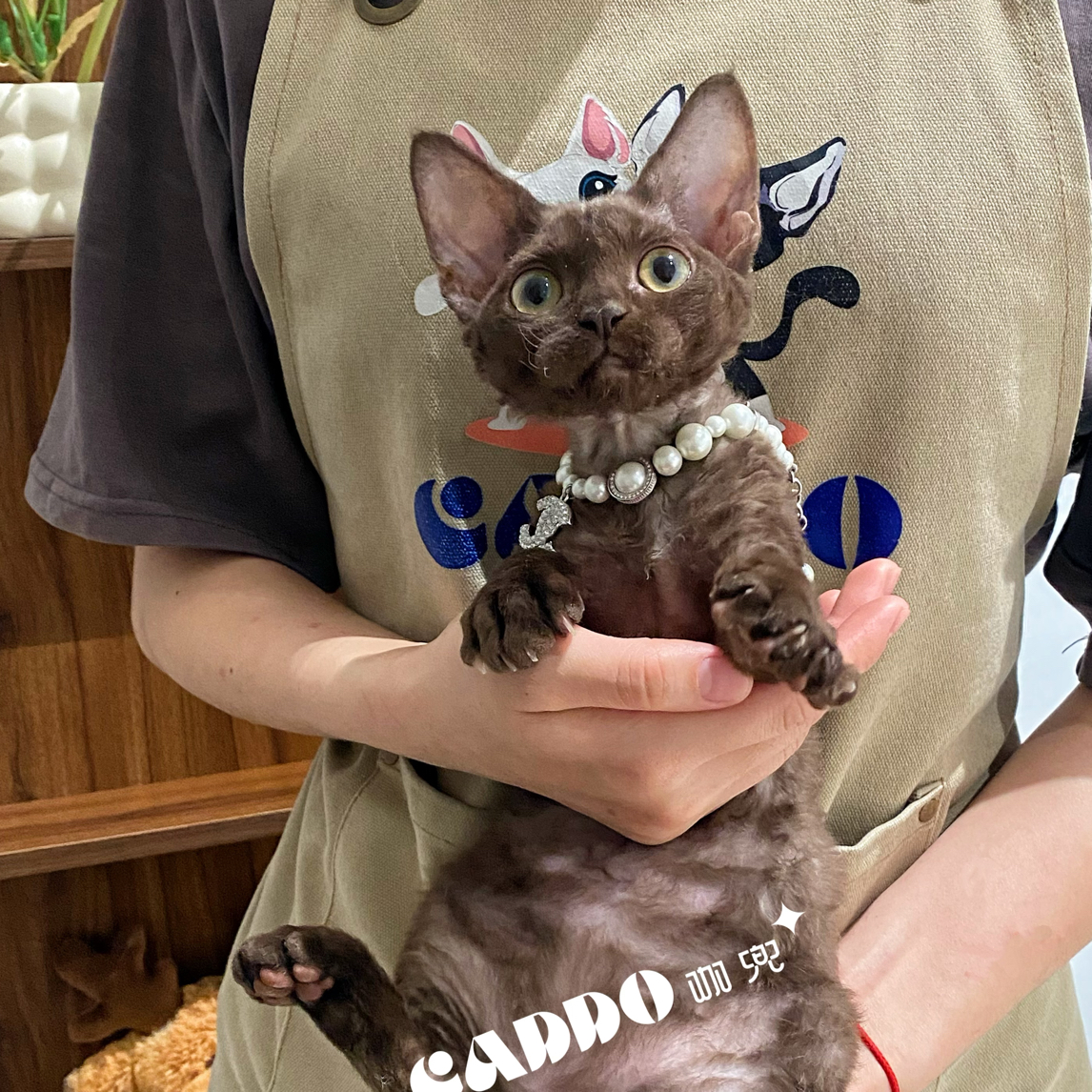Caddo德文卷毛猫-巧克力色妹妹-脏脏包