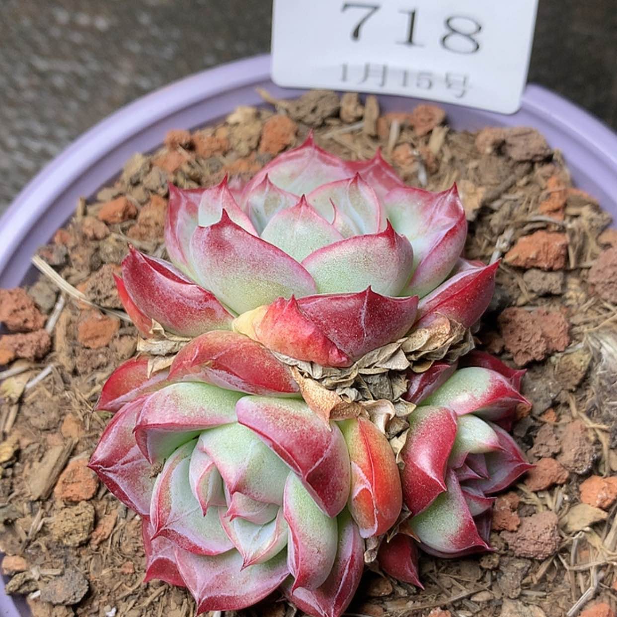 【闪购商品】云718