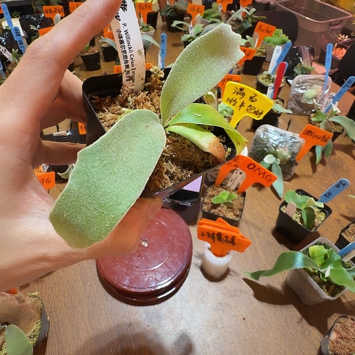 无花朵鹿野直播间竞拍小体赛尔索