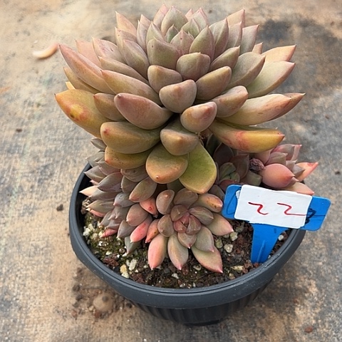 22红象牙一个带盆多肉