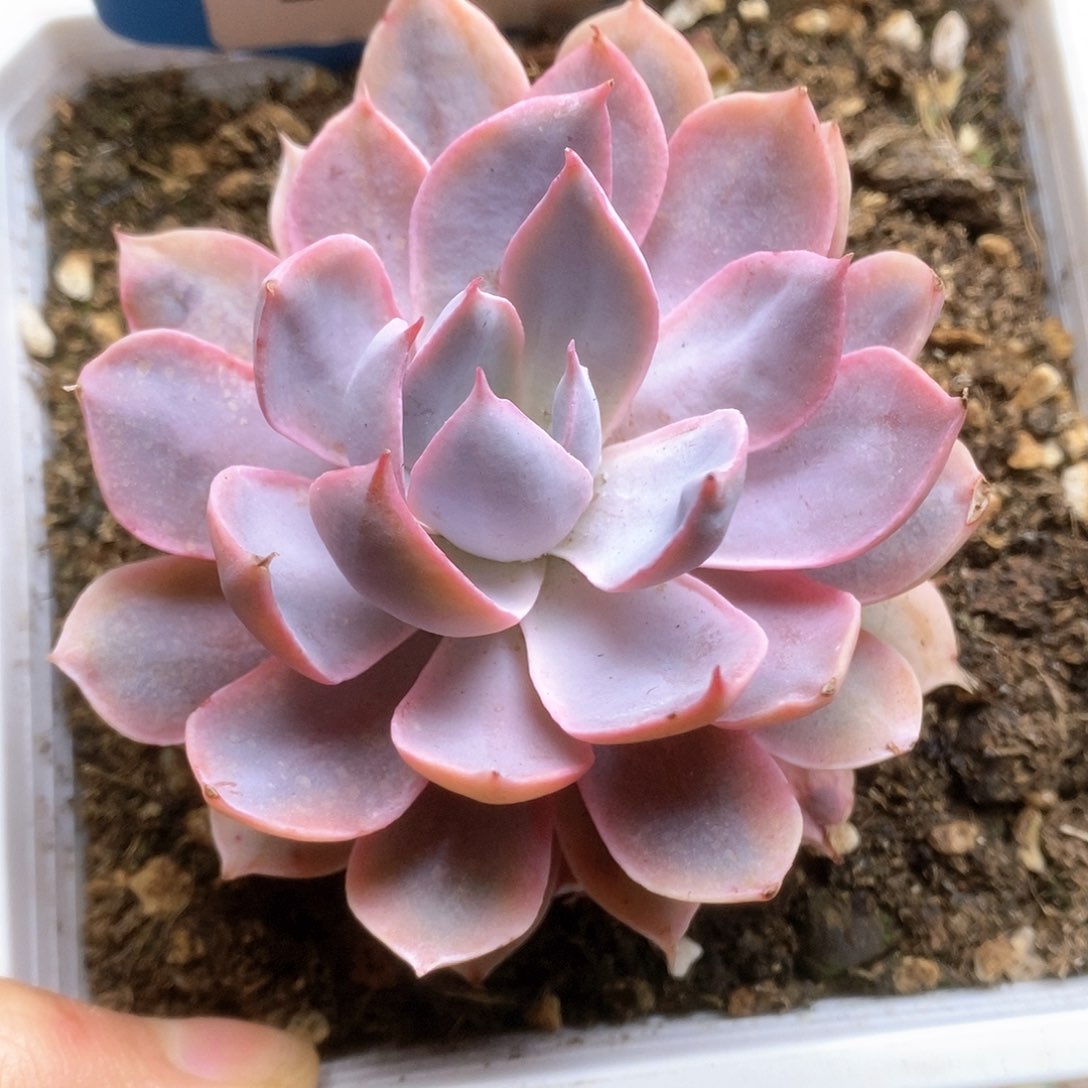 B279皮壳锦锦锦锦锦