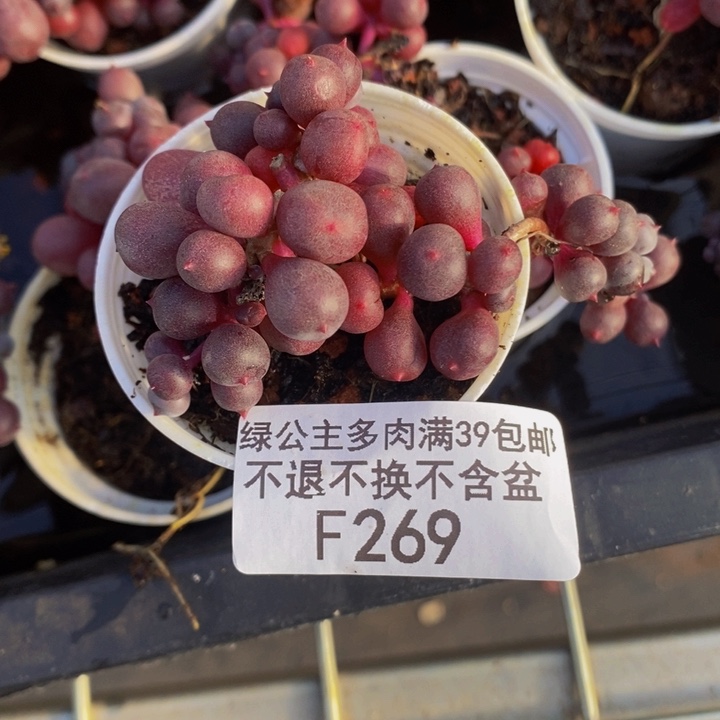 紫泡泡5cm269多肉植物