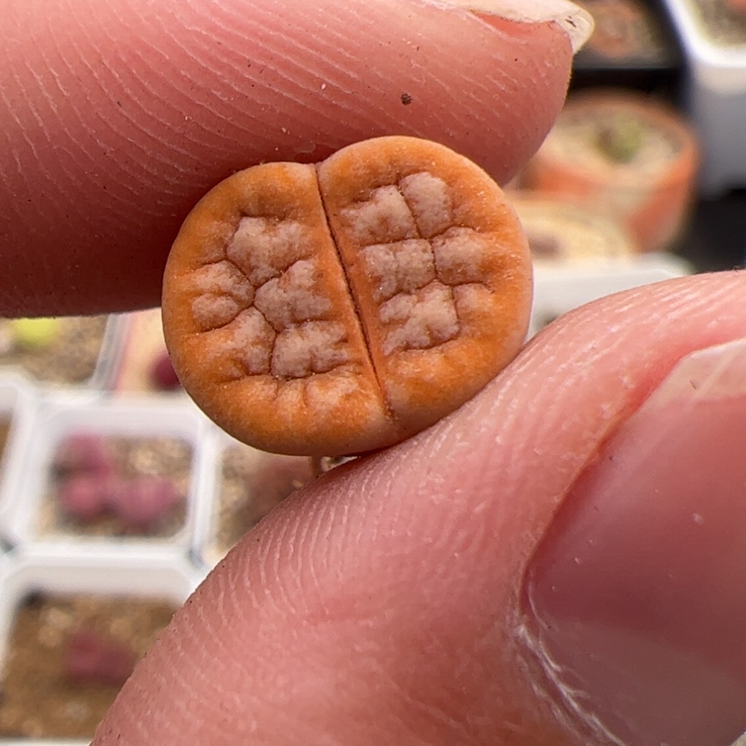 054号拿铁 多肉植物