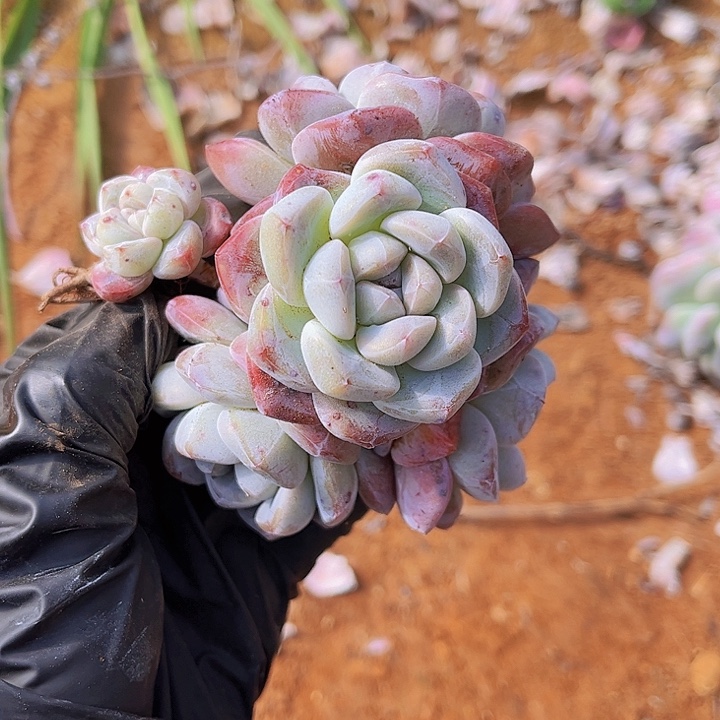 特价冰玉老桩暗纹