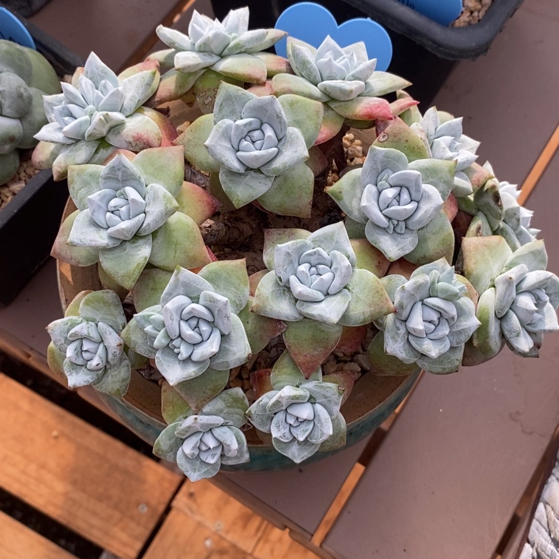 玫瑰苹果叶16头老桩