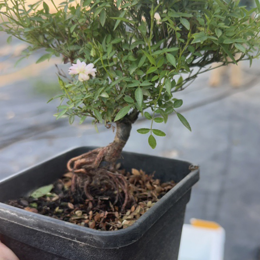 清棚处理小提根月季盆景，没有售后介意勿拍，请勿盲拍，盲拍不发货