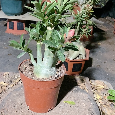 【闪购商品】无花朵欧*