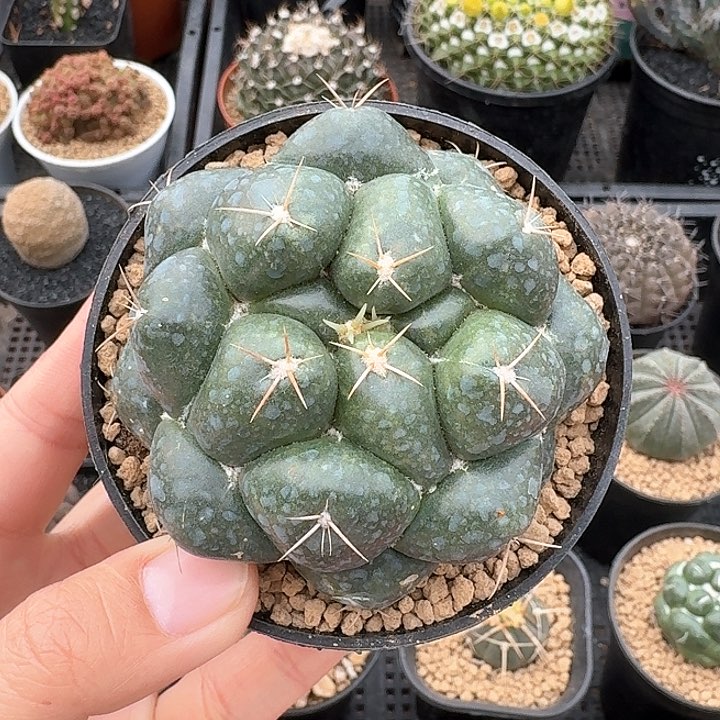 巨象仙仙人球1234