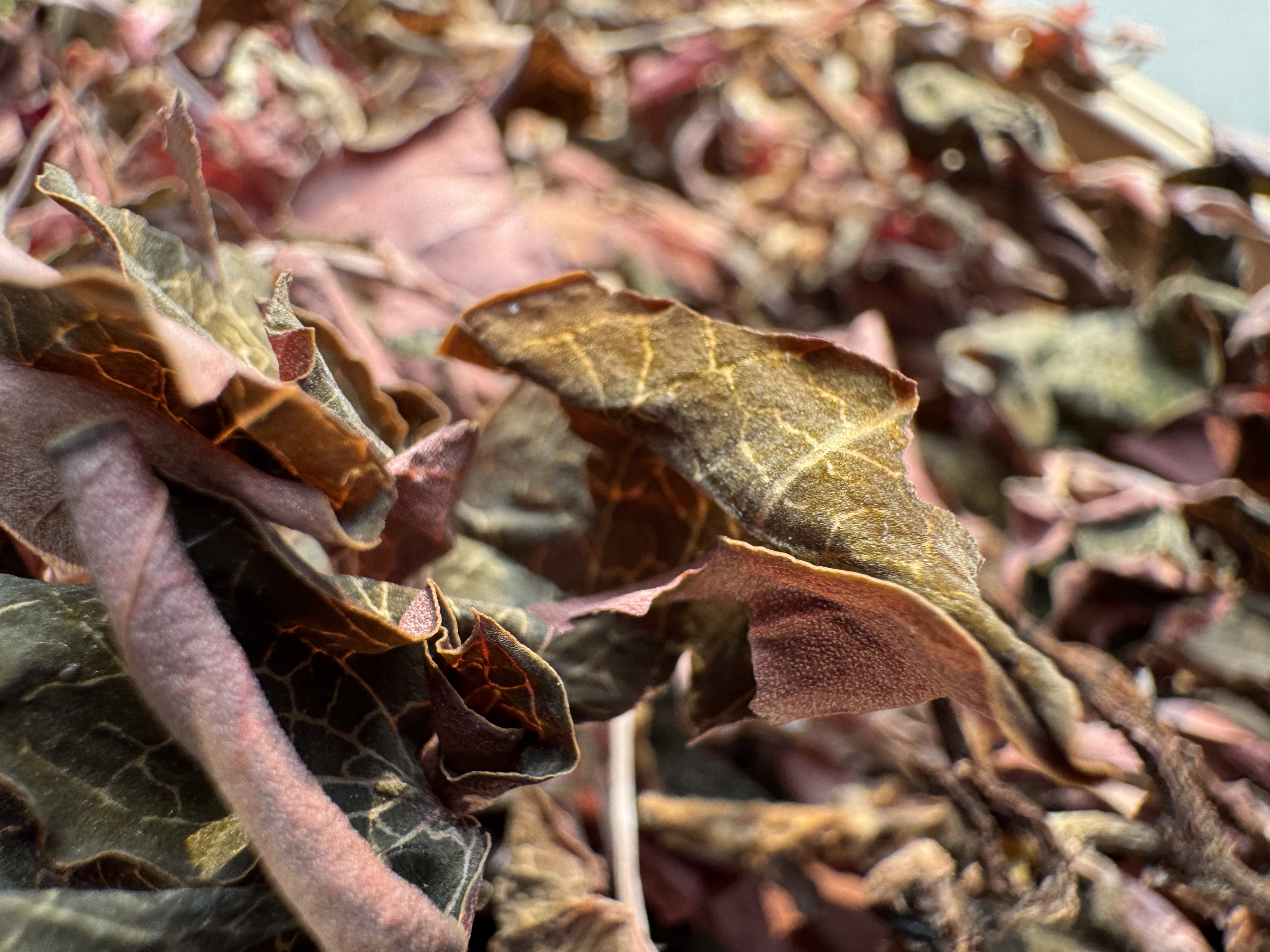 云南土特产--经-现-莲