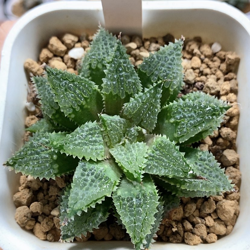 【闪购商品】174莫瑞莎寿