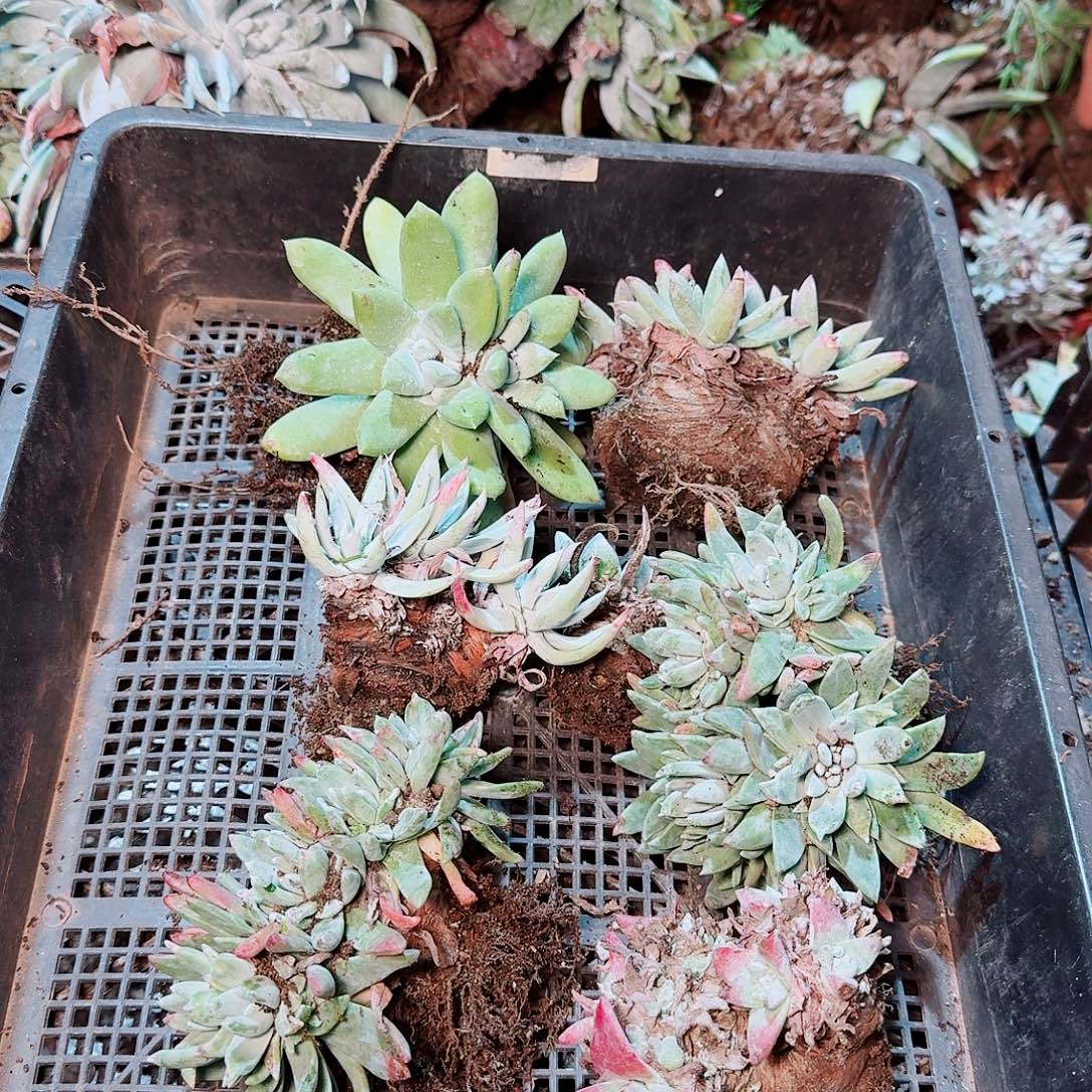 9047瑕疵框拍不售后