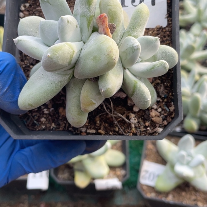 137号拇指山东多肉植物