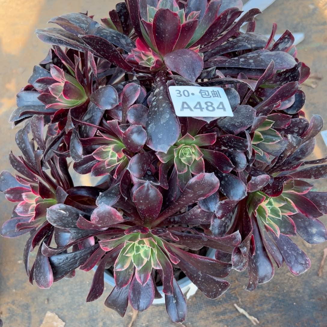 文****肥484多肉断枝不包