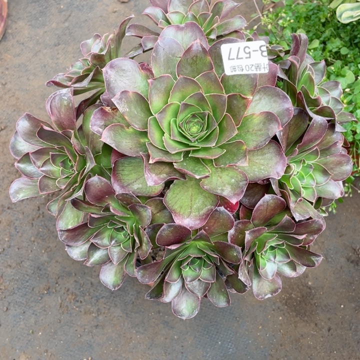 577魅金玫瑰多肉123446789