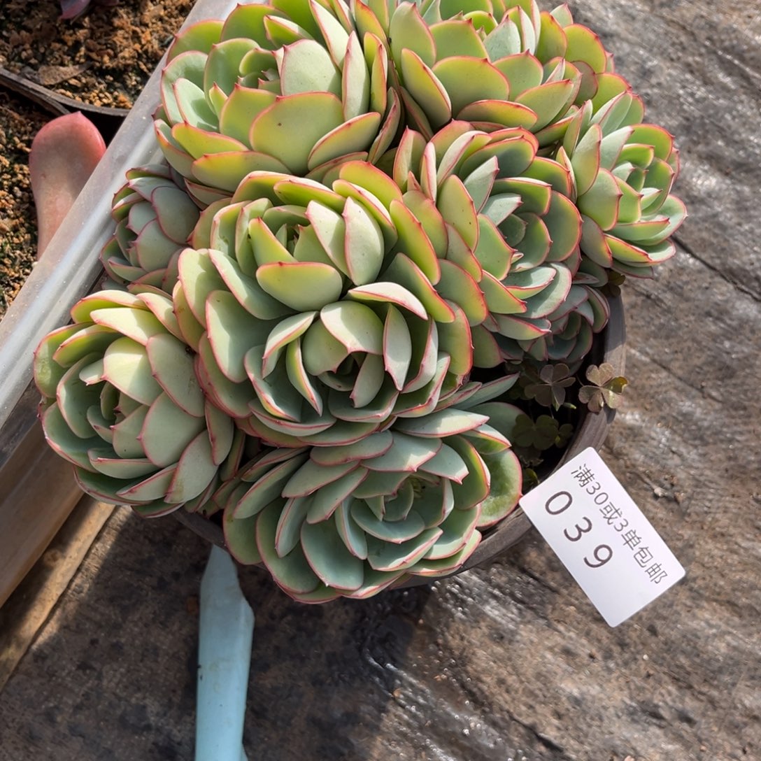 6***啊039牡丹亭群多肉植物