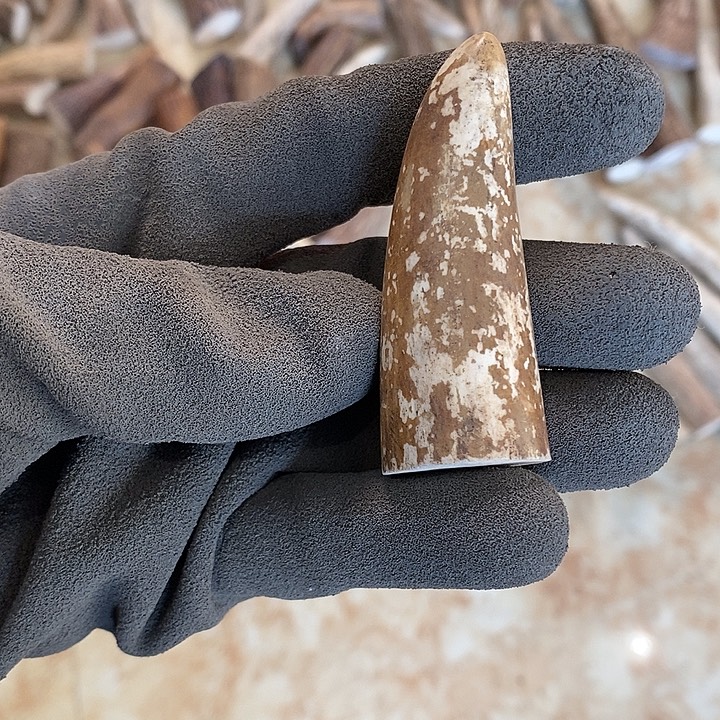 K***n大叶紫檀（黑酸枝木类）