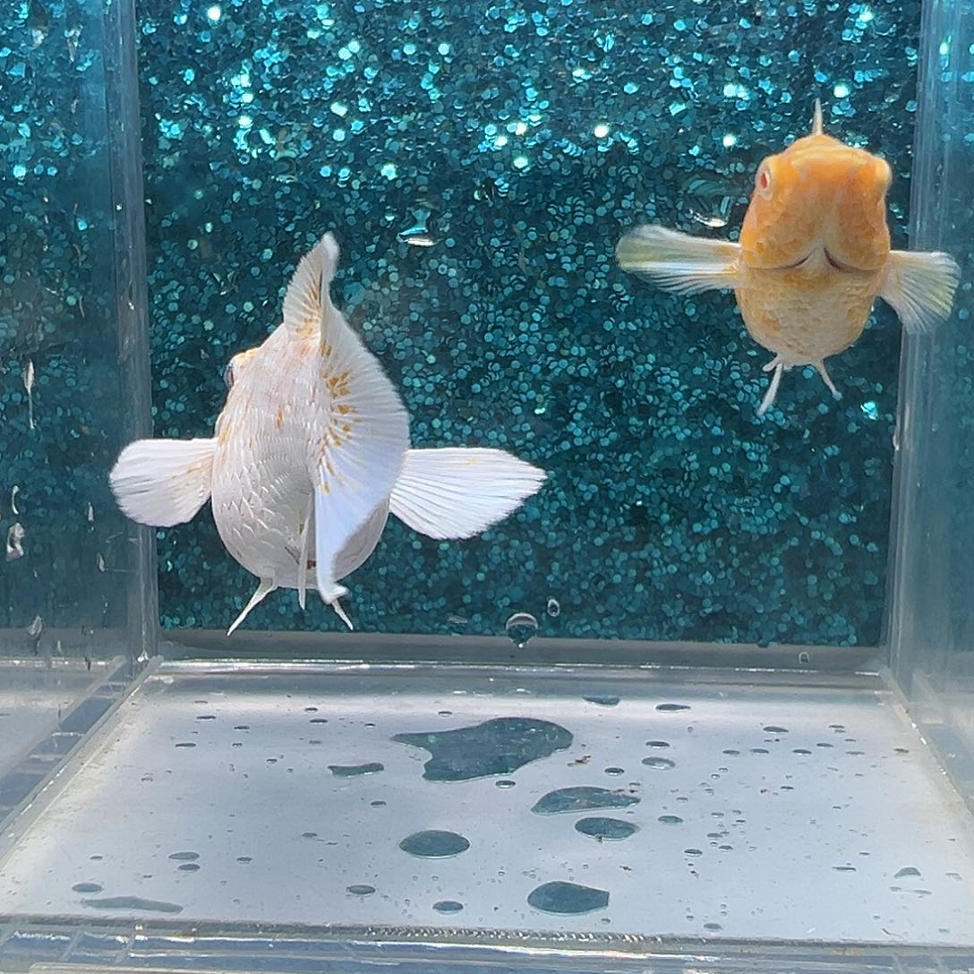 黑玛丽鱼红宝石樱花玛丽一对0013