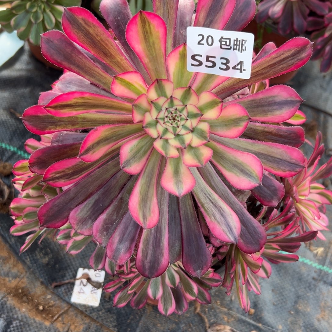 534红铜白，满20包邮