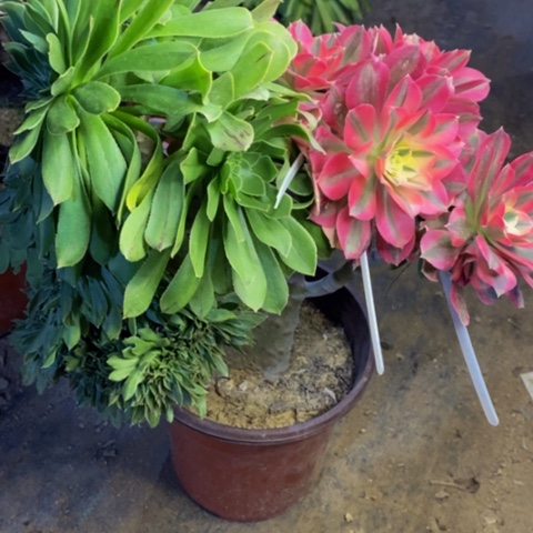 原始绿缀化带嫁接彩头多肉2890