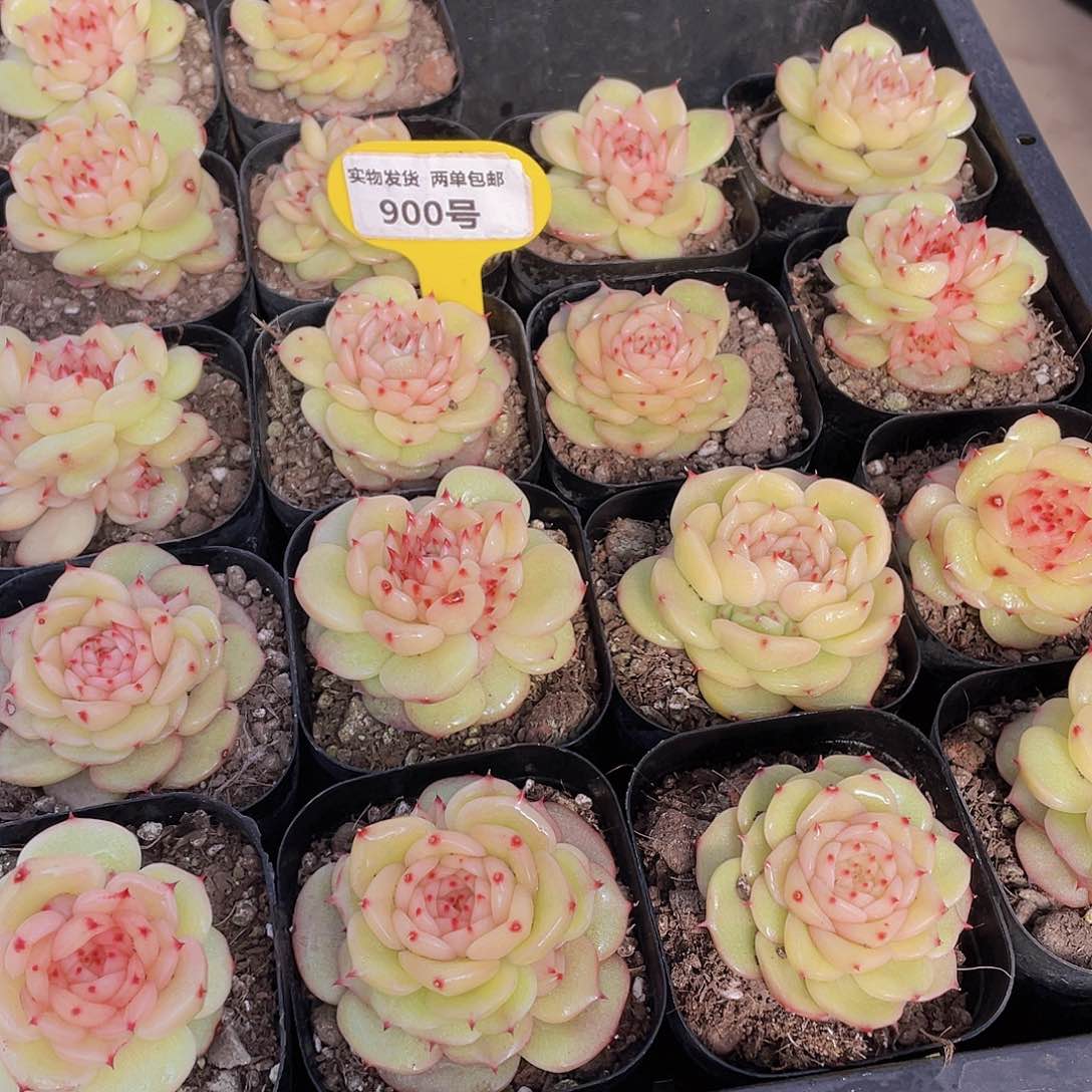 900号 新品玉玲珑一个