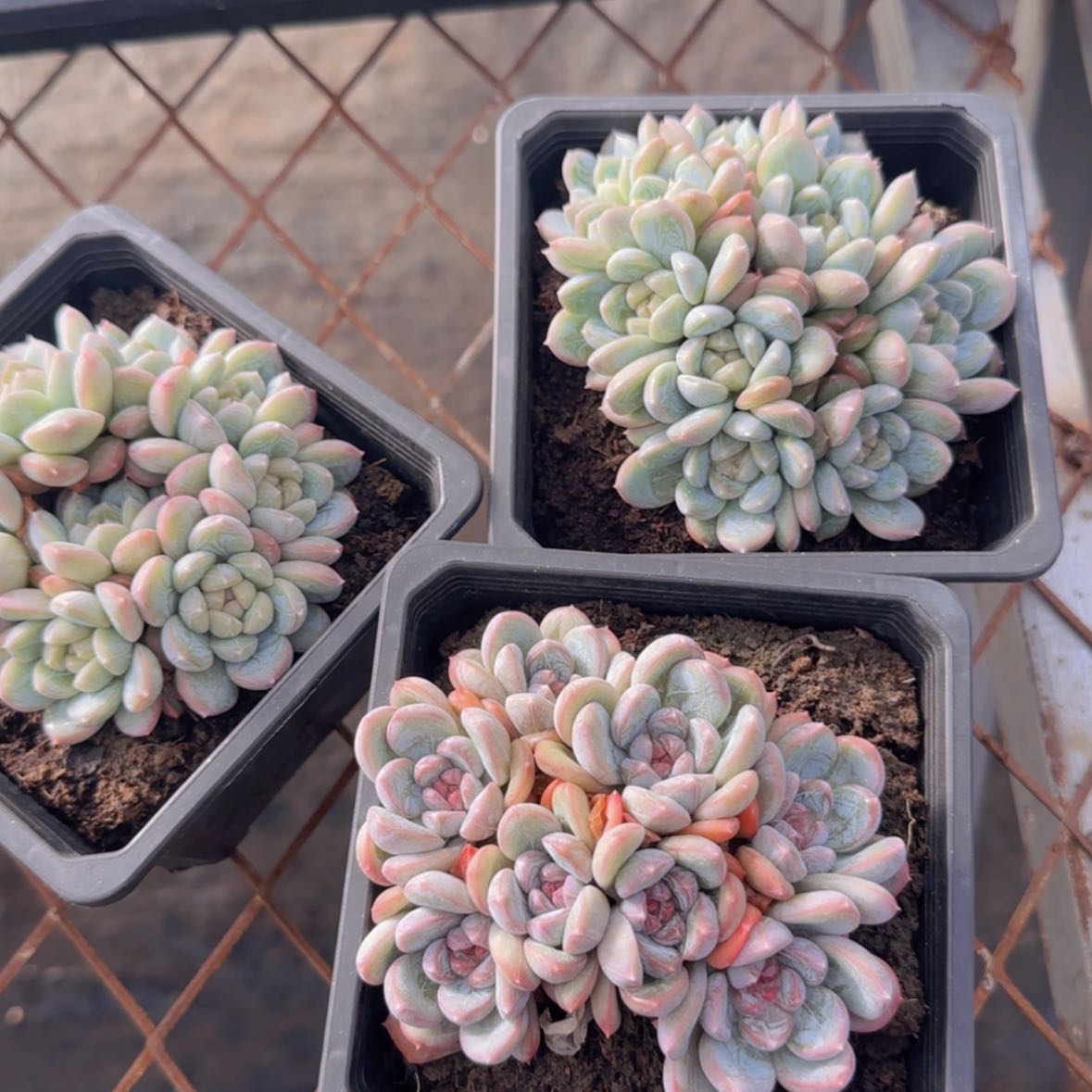 【闪购商品】多头百达翡翠9.9