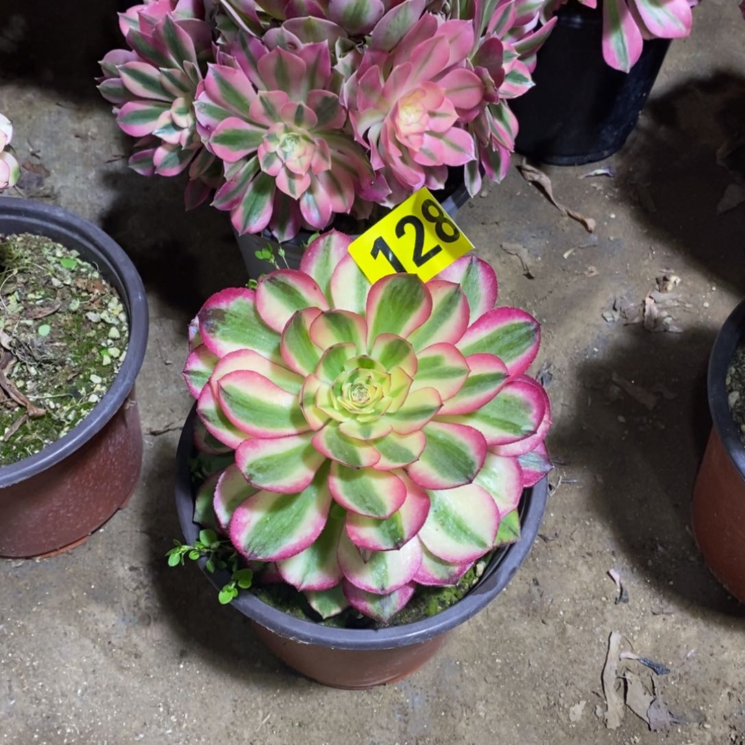 荔枝多肉法师128不是老状1