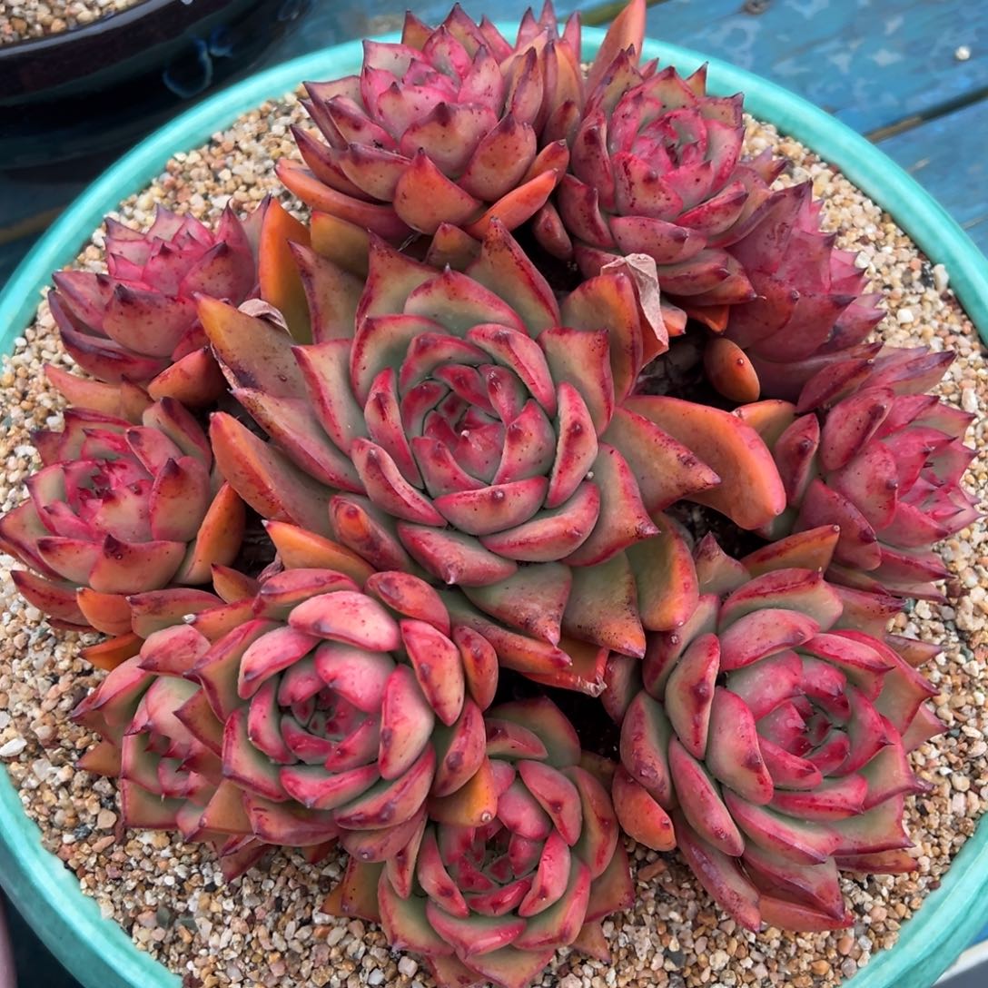 从前慢多肉精选编号0110.宝石