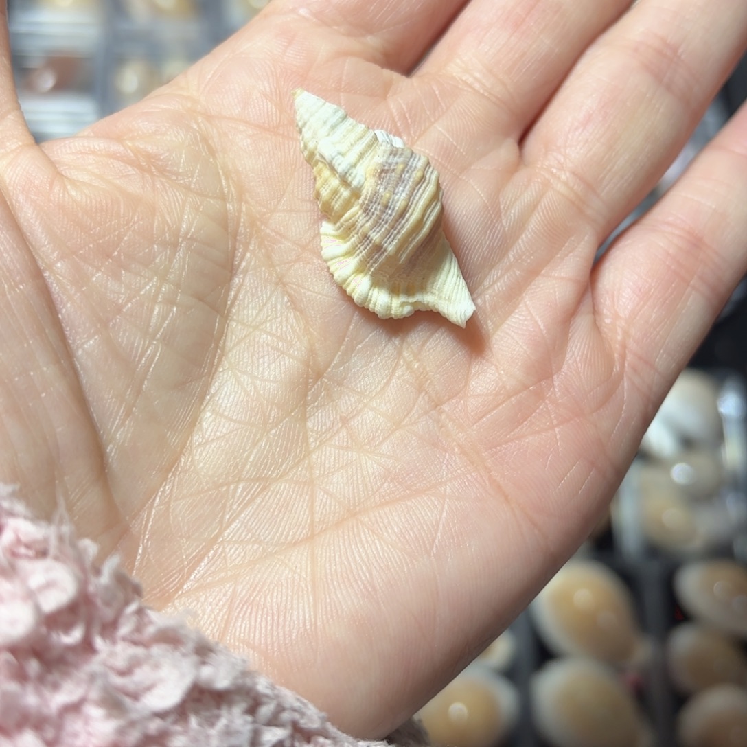 火***子天然海螺标本福利