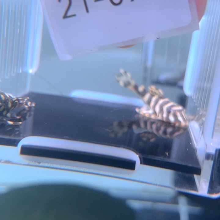 清道夫鱼21-077瑕疵雪球和黄金斑马各一条