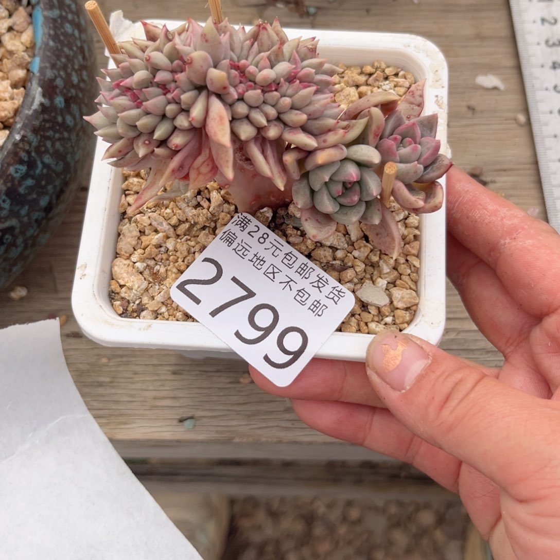 大2799:）x h c b nh j