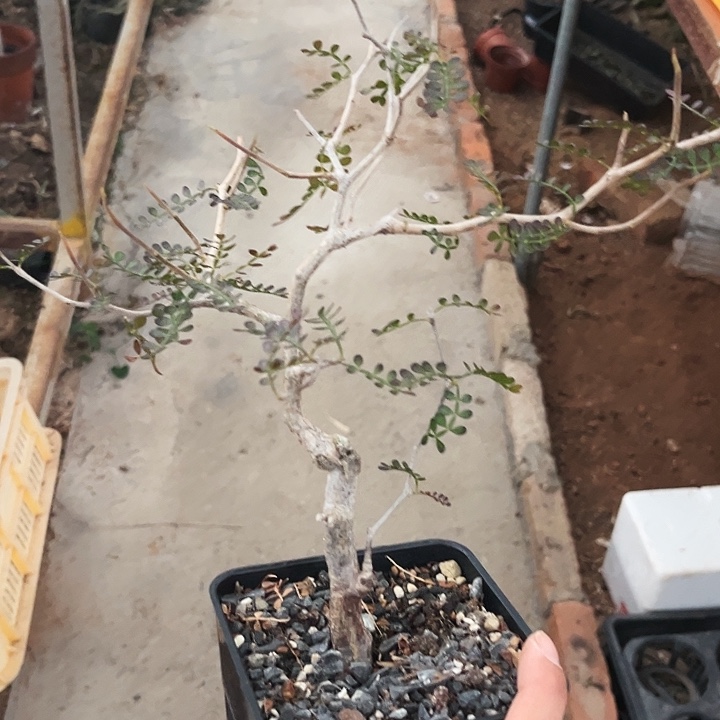 象足漆树老家扦插