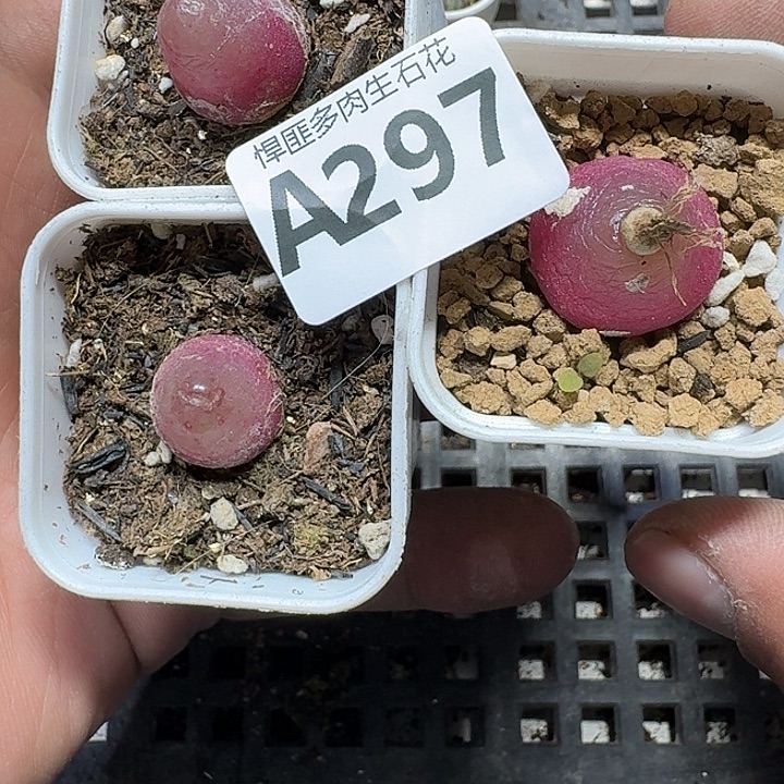 297 多肉植物多肉植物