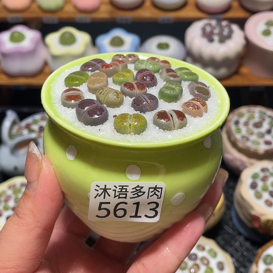 带盆土植物 一物一拍5613