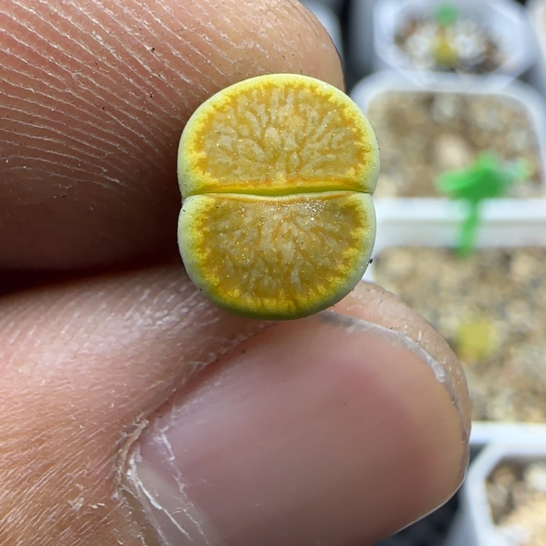 874 生石花大棚直播