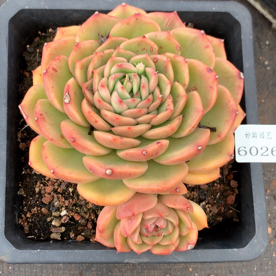 6026杂交多肉植物基地