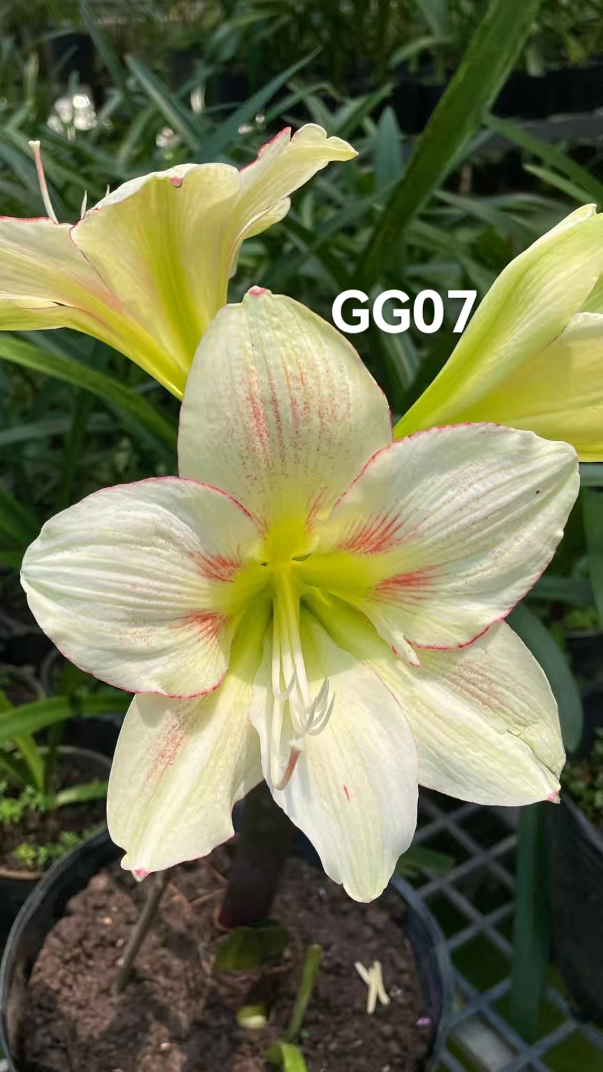 S孤挺花园 杂交GG07 裸球 名字自取