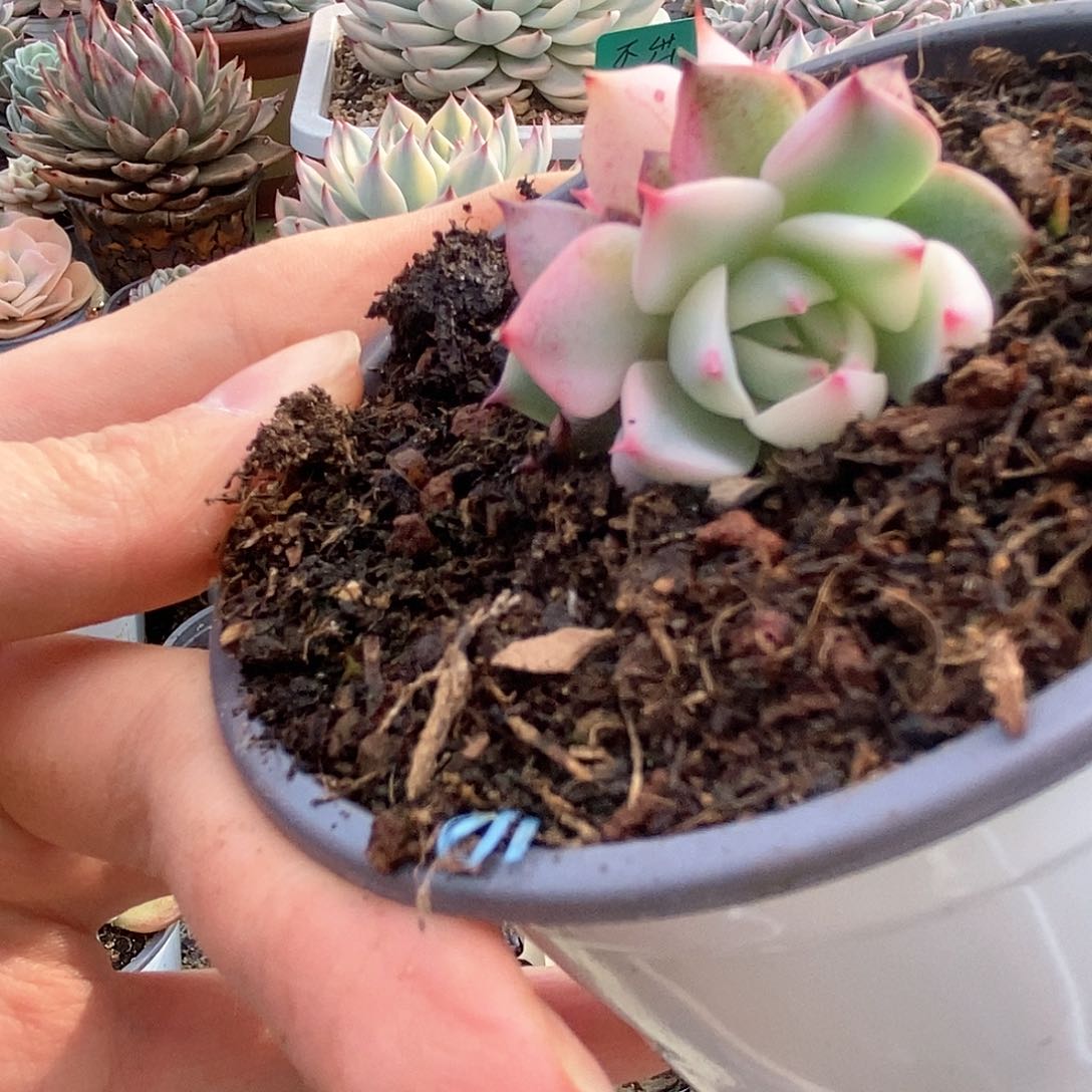 099锦锦锦锦锦锦锦锦锦