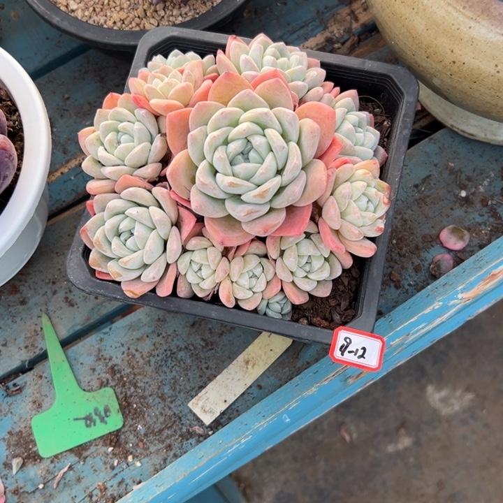 叶***彰精品多肉植物老桩冰玉