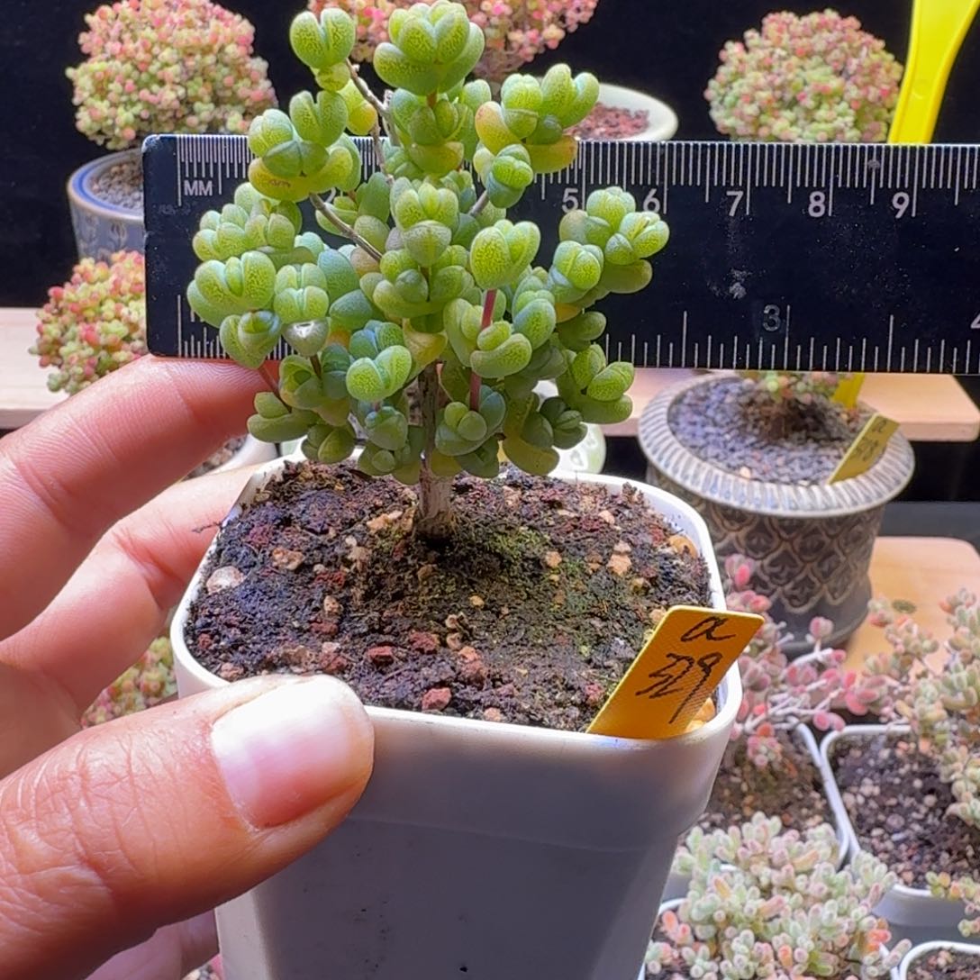 a329号元宝冠服5.5厘米左右