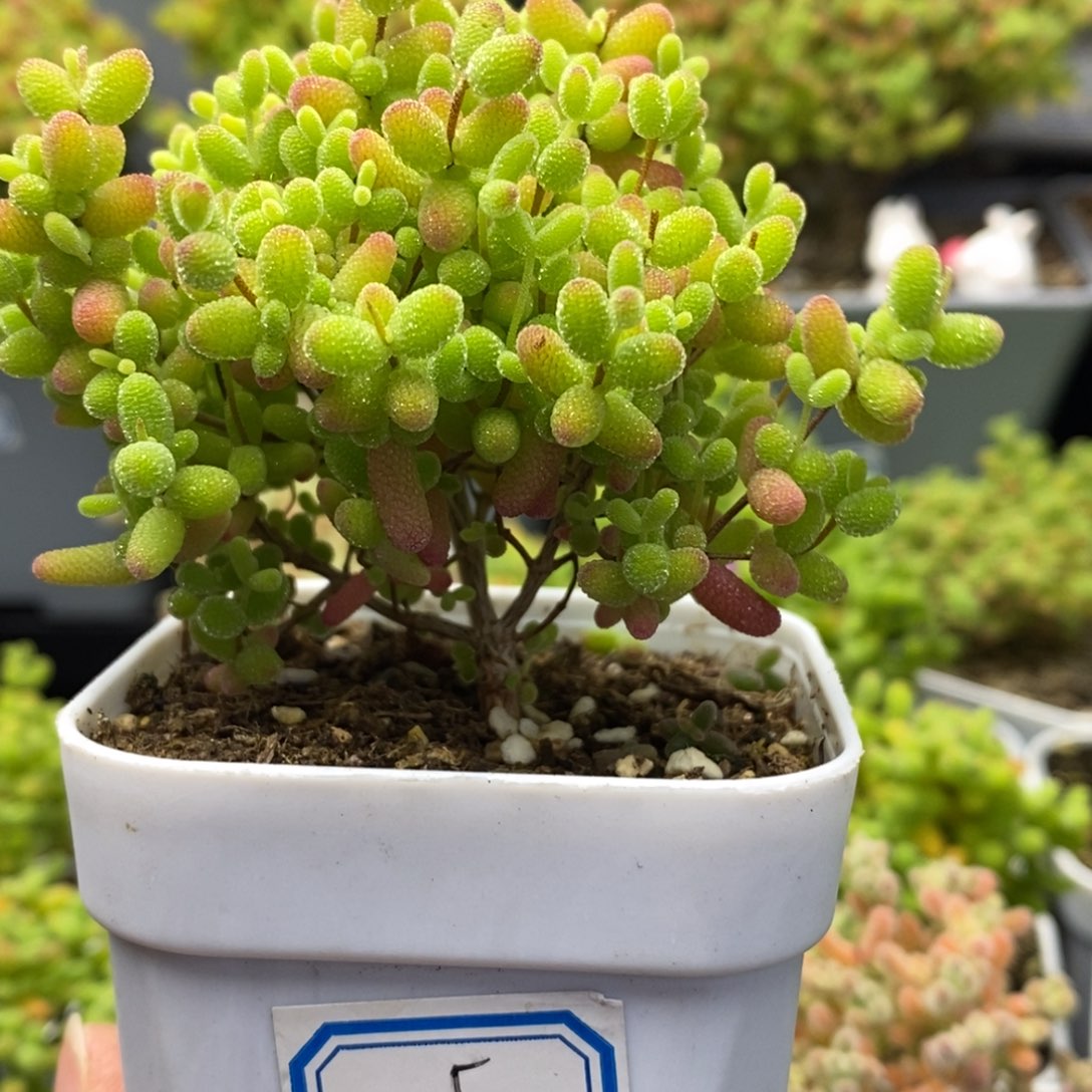 5号蜜橘糖球多肉