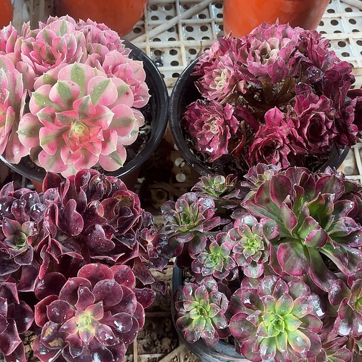 4颗套餐组合福利脱土